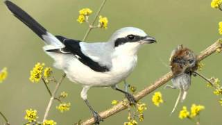 Tiny Vicious Killer Of The Bird World  Shrike Impales Its Victims On A Spike [upl. by Ultun]