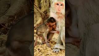 Best Video monkey live in the forest monkeyangkor monkey animals4028 [upl. by Tjaden]