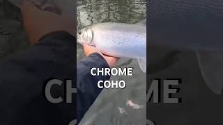 Chasing Chrome Coho [upl. by Anirol]