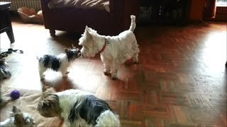 Biewer Terrier tanzen Boogie Woogie [upl. by Nenney]