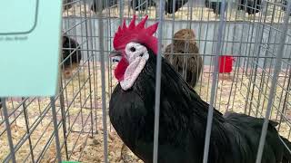 Visiting the Apache County Poultry Show in St John’s Arizona poultryshow chickens [upl. by Yendic353]