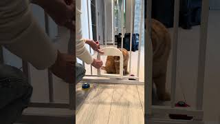 Babelio Upgraded Baby Gate with Cat Door – The Ultimate Solution for PetFriendly Homes [upl. by Pharaoh991]