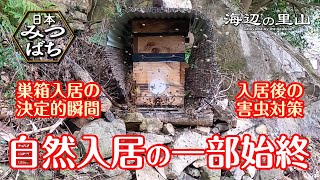 田舎暮らし日本ミツバチの自然入居の劇的瞬間。入居後半年の記録。巣箱の設置、誘引剤、働きバチの観察、害虫の駆除。 [upl. by Eeldivad]