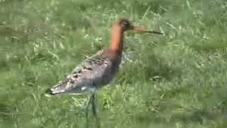 Limosa limosa [upl. by Eibloc]