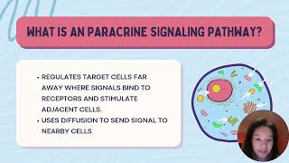 14 Paracrine Signaling Pathway [upl. by Fionna472]