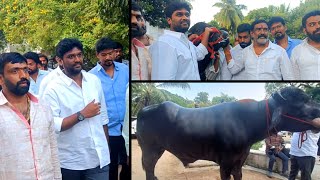 Talasani Sai Kiran Yadav Intruduced New Bull of Edla Hari babu yadav Bull for Sadar Festival 2023 [upl. by Floro]