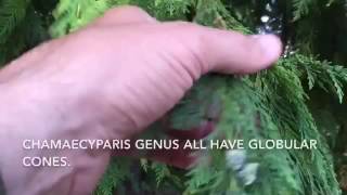 Port Orford Cedar Chamaecyparis lawsoniana identification tips [upl. by Jeggar]