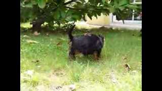 Yorkie Welpen im Garten Yorkshire Terrier Puppies in the Garden [upl. by Eckmann369]