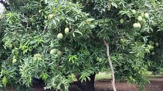 Mangoes trees 🎄🎄🎄youtube [upl. by Spiegel50]