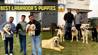 Import Champion Labrador Puppiesamp Dogs in India😱 [upl. by Luby]