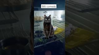 Billi comedy video 1k subscribe please yaar 1millonviwes [upl. by Ynamad187]