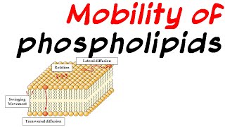 Mobility of phospholipid [upl. by Ahsilif823]