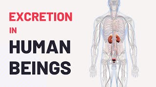 Excretion in Human Beings  Human Excretory System  CBSE Class 10 Science Chapter 6  ALYSS [upl. by Rahal]