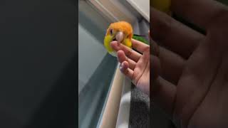 Pet the chicken Just pet it Goldenheaded Cake Cake parrot A very wellbehaved puppy It rea [upl. by Arahsit182]