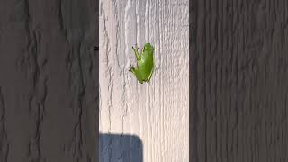 American Green tree frog [upl. by Kermie]