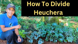 How To Divide Heuchera  Propagate Coral Bells [upl. by Cody565]