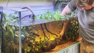 NEW AFRICAN THEMED AQUASCAPES BY TAI STRIETMAN [upl. by Booze198]