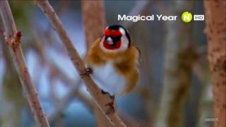 Viasat Nature HD  Magical Year  2012 Advert 720p [upl. by Prinz]