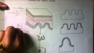 DIGESTIVO Histología del Intestino Delgado [upl. by Ellennad219]