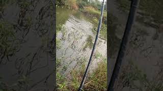 Frog Lure fishing fishingvideo zainfisher shorts [upl. by Schulze]