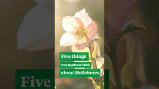 5 things you might not know about Hellebores winterseason winterflower [upl. by Lehcar]