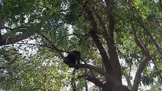 Parque Ecológico em Ourinhos SP [upl. by Tabib]