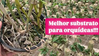 PEDRA BRITA ou TOQUINHO Qual o melhor substrato para plantar orquídeas [upl. by Kathye]