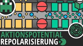 Aktionspotential Repolarisierung einfach erklärt│Biologie Lernvideo│Learning Level Up [upl. by Quiteri]