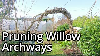 Pollarding Willows 2023 [upl. by Ees]