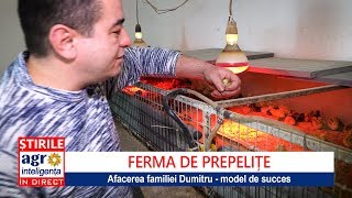 Ferma de prepelițe de la investiție inițială la profit [upl. by Milford]