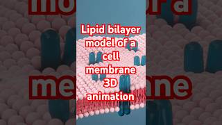 Lipid bilayer model of Cell membrane 3danimation [upl. by Addam]