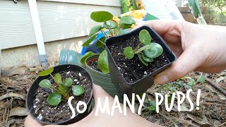 Pilea PeperomioidesChinese Money Plant UFO Plant Pancake Plant Propagation [upl. by Nnaesor]