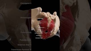 Pelvic floor Muscles youtubeshorts ytshorts anatomy education [upl. by Niarda]