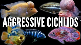 Top 10 Most Aggressive Cichlids [upl. by Field502]