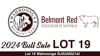 Lot 19 Wahroonga RJS230021AI [upl. by Ydnew484]