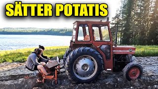 SÄTTER POTATIS MED MASSEY FERGUSSON 135 [upl. by Vas]