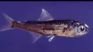 Facts The Lanternfish [upl. by Tiffa983]