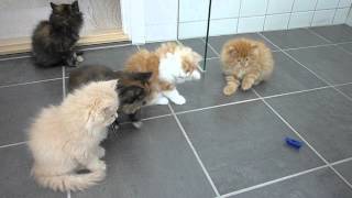 Persian kittens playing with bug [upl. by Aveer]