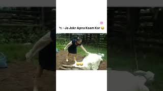 Madam ji faas gayi 😂 like subscribe sharetag comment [upl. by Ardnael]