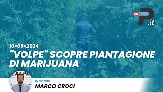 Tg Prealpinait 10092024  quotVolpequot scopre piantagione di marijuana [upl. by Gavan380]