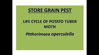 Life cycle of Potato tuber moth [upl. by Atsirt365]