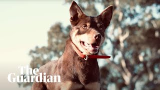 Watch the worlds most expensive working dog in action [upl. by Noiramed]