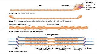 Muscle Part 2  Sarcomeres Actin amp Myosin Anatomy Cross Bridge CycleSliding Filament Theory [upl. by Aspa]