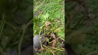 How to Propagate Pachysandra [upl. by Jea]