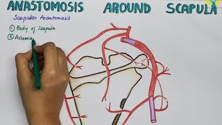 Scapular Anastamosis  Anastamosis Around the Scapula [upl. by Adnolohs872]