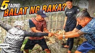 P1  Gaano Katigas ang Balat ng Baka na Limang Taon na  EP1560 [upl. by Blanche333]