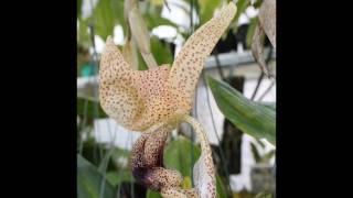 stanhopea platyceras [upl. by Arabela410]