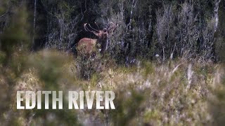 Fiordland Wapiti Bugle 2022 [upl. by Adlen]