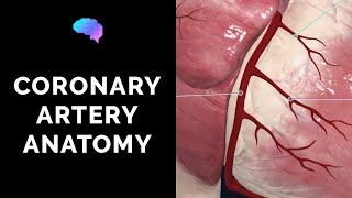 Coronary Artery Anatomy 3D Anatomy Tutorial  UKMLA  CPSA [upl. by Dora843]