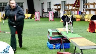 Dog Agility Training With Kayl McCann [upl. by Aihsotal]